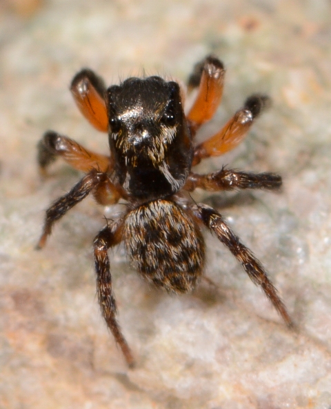 Euophrys-innotata-male-1
