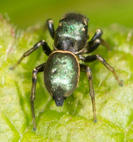 Heliophanus-auratus-male-vert