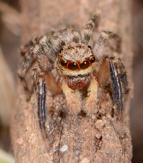 Pseudeuophrys-vafra-male-face
