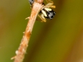 Heliophanus cupreus 4