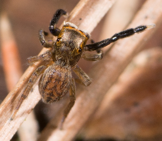 Euophrys-frontalis-male-dos