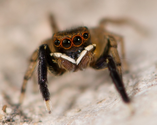 Euophrys-frontalis-male-face