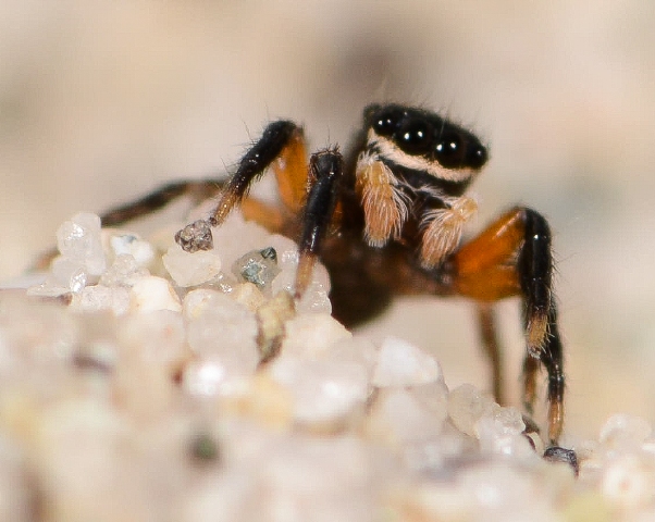 Euophrys-innotata-male-3