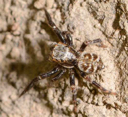 Pseudeuophrys-obsoleta-male-dos