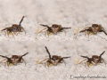 Euophrys frontalis parade